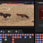 how to bet online sabong
